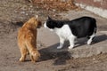 Two cats kissing each other