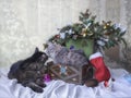 Two cats kissing under the Christmas tree Royalty Free Stock Photo