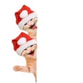 Two cats, laughing and waving with christmas hat Royalty Free Stock Photo