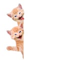 Two cats, laughing and waving Royalty Free Stock Photo