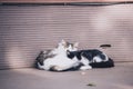 Two cats laying on eatch other near the wall outdoor, love picture