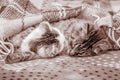 Two cats lie in the bed under the plaid in hugging. Couple in the bedroom_ Royalty Free Stock Photo