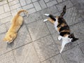 Two cats lie on a stone tile floor, view from above Royalty Free Stock Photo