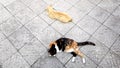 Two cats lie on a stone tile floor, view from above, summer rest of animals outdoors Royalty Free Stock Photo