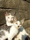 two cats looking at the camera in the backyard in the late afternoon Royalty Free Stock Photo