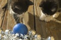 Two cats looking at Christmas decorations Royalty Free Stock Photo