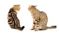 Two cats, looking at each other Royalty Free Stock Photo