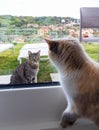 Two cats looking at each other from the window pane