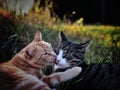 Cats kissing on a field