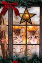 Two cats looking out a window with Christmas decorations Royalty Free Stock Photo