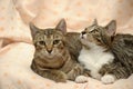 two cats love each other, Royalty Free Stock Photo
