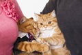 Two cats in love Royalty Free Stock Photo