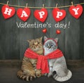 Two cats tied with red scarf near fence 2 Royalty Free Stock Photo