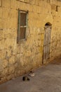 Two cats lying down in an alley Royalty Free Stock Photo