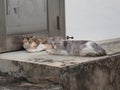 Two cats lying down in an alley Royalty Free Stock Photo