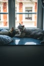 Two cats lying next to eachother on a windowsill Royalty Free Stock Photo