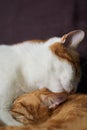 Two cats lying together, one licking the face of other