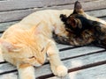 two cats lying on a wooden pet floor Royalty Free Stock Photo