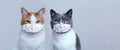 Two cats in medical protective masks. Protection and treatment of the virus. Pandemic 2020