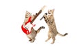 Two cats musician