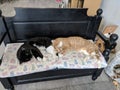 Two cats napping on bench in cat cafe