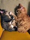 Two cats napping together in a yellow chair. Both are curled in a ball lying on their sides facing each other