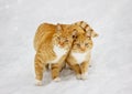 Two cats nestled to each other outdoor Royalty Free Stock Photo