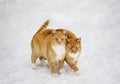 Two cats nestled to each other outdoor in snowy background Royalty Free Stock Photo