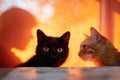 Two cats, one black and one orange, are sitting side by side on a table, with a warm orange background creating a cozy Royalty Free Stock Photo