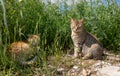 Two cats orange female cat lies and gray male cat sits in the grass on the lawn in the wild in spring season - Athens, Greece