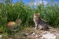 Two cats orange female cat lies and gray male cat sits in the grass on the lawn in the wild in spring season - Athens, Greece