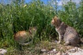 Two cats orange female cat lies and gray male cat sits in the grass on the lawn in the wild in spring season - Athens, Greece