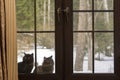 Two cats outside the window in winter, watching people from the street Royalty Free Stock Photo