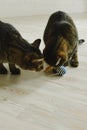 Two cats play ball in the apartment. Vertical photo Royalty Free Stock Photo