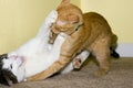 Two Cats Playing Royalty Free Stock Photo