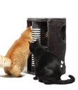 Two cats playing with cat scratcher Royalty Free Stock Photo