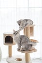Two cats playing on cat tower Royalty Free Stock Photo