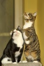 Two cats playing Royalty Free Stock Photo