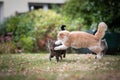 Two cats playing fighting Royalty Free Stock Photo