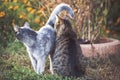 Two cats playing in the garden Royalty Free Stock Photo