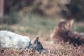 Two cats playing in the garden Royalty Free Stock Photo