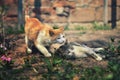 Two cats playing in the garden