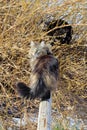 Two cats playing in the garden