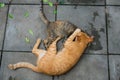 Two cats playing Royalty Free Stock Photo