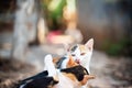 Two cats are playing and licking together Royalty Free Stock Photo