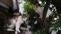 Two cats playing in a mango tree