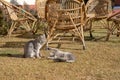 Two cats playing in the play yard in the summer feeling summer Royalty Free Stock Photo