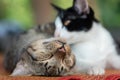 Two cats are playing and sleeping together Royalty Free Stock Photo