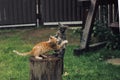 Two cats playing on a snag. Royalty Free Stock Photo