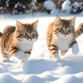 Two cats playing in the snow. Royalty Free Stock Photo